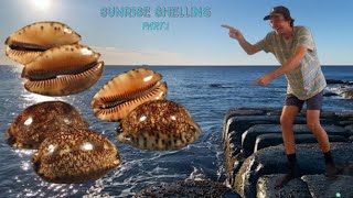 RARE 1 IN 10000 SEASHELL FINDS AT LOW TIDE I FOUND 7 GIANT COWRY SHELLS BEACH COMBING  PART 1 [upl. by Ylime]