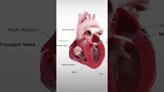 🩷Discover The Human Heart In Motion human heart bloodstrike vidyagyan science ai [upl. by Ayekam938]