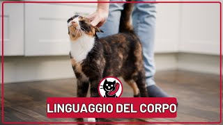 Comunicazione Felina I Segreti del Linguaggio Non Verbale [upl. by Ardnaeel]