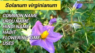 Solanum virginianum  COMMON NAME  URDU NAME  FLOWERING TIME  USES [upl. by Clayton136]