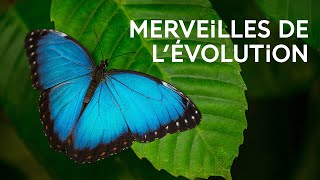 Morpho bleu  comprendre lévolution grâce aux papillons  La science expliquée aux 812 ans [upl. by Theurich375]