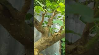 mulberry bonsai youtubeshorts [upl. by Moureaux]