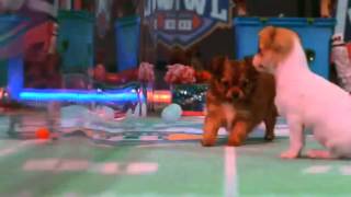 Kitten Bowl III  Halftime Show Preview [upl. by Shannon]