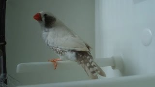 Zebra finch male colour mutations 2012 [upl. by Eecyal]