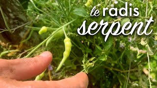 Cultiver la diversité au potager avec le radis serpent [upl. by Bjorn503]