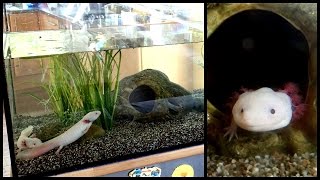 Aquarium Setup Axolotl Tank Ambystoma mexicanum  How to set up an Axolotl Tank [upl. by Allevon]