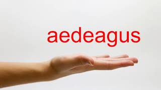 How to Pronounce aedeagus  American English [upl. by Placidia]