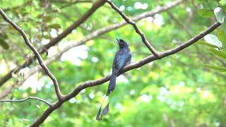 Greater Rackettailed Drongo onenorth Park Fusionopolis South [upl. by Nytsirk]