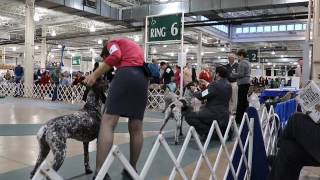 German Shorthaired Pointers  AKC Dog Show  Columbus 2016 [upl. by Adla]