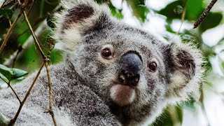 IFAW helps rescue a group of sick koalas in New South Wales Australia [upl. by Whitebook]