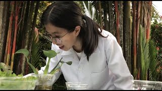 Phytoremediation Home Based Experiment [upl. by Yalcrab]