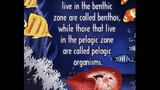 Differences Between Benthic and Pelagic Zones [upl. by Annovahs474]