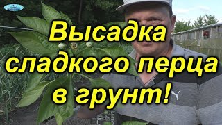 Если посадить сладкий перец ТАК то он завалит урожаем [upl. by Whitney]