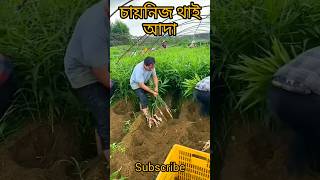 চায়নিজ থাই আদা আদা agricultureshorts trending [upl. by Oyr]