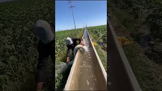 Amazing Irrigation Technique 😱 [upl. by Rickey140]