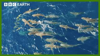 Mob of Sharks Ruthlessly Hunt Fish  Asia  BBC Earth [upl. by Lemhaj]