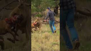 Pet Parent Rescues Pup From Kangaroo Fight [upl. by Lauritz]