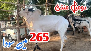 domail mandi 2024 latest update ll Taxila mandi ll Jamil tv ll [upl. by Mikol]