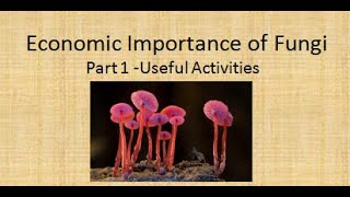 Economic Importance of Fungi Part 1 Useful Activities  For BSc and MSc  AllAboutBiology [upl. by Zondra]