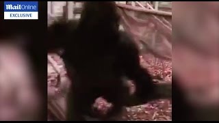 Exclusive Silverback Gorilla Kumbuka attacks his enclosure before he escapes London Zoo [upl. by Adlecirg]