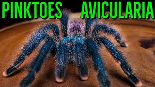 Avicularia Communals amp Pinktoe Tarantula Care YOU Should Know [upl. by Ennoitna]