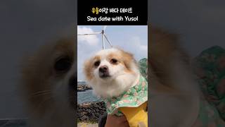 유솔이랑 바다데이트Sea date with Yusol🩷도로시지켜줄개신창풍차해안도로브금대통령사지말고입양하세요koreandog [upl. by Alicul]