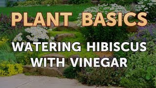 Watering Hibiscus with Vinegar [upl. by Lira]