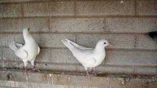 PALOMAS BLANCAS PARA EVENTOS [upl. by Roydd]