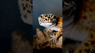 Leopard Geckos The Perfect LowMaintenance Reptile leopardgecko geckoleopard gecko reptiles [upl. by Neeluj]