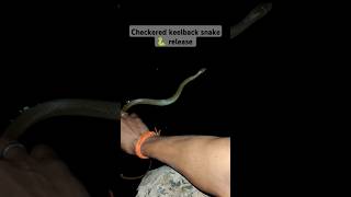 Checkred keelback snake 🐍 release in water 💦shortvideo savesnake checkeredkeelback [upl. by Brace]