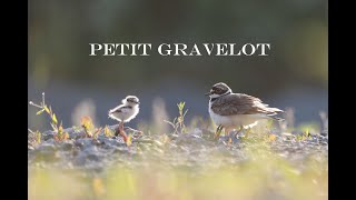 Petit Gravelot 2024 [upl. by Orvas405]