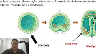 Embriologia  gastrulação neurulação e organogênese [upl. by Ahsekel811]