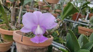 Cattleya walkeriana coerulea CK one × coerulea Rafael Covolan [upl. by Pittel277]