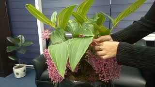 PhilippinesFlowersMedinilla Magnifica Plant [upl. by Rudwik696]