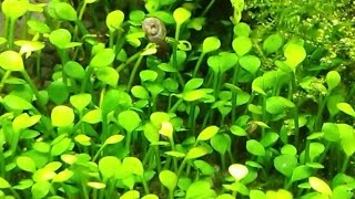 Marsilea crenata  aquascape aquatic plants to nano tanks [upl. by Anawal]