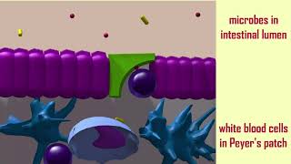 M cells amp FAE of Peyers patches [upl. by Sigmund]