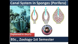 Canal System in Sponges 1Types of Canal System in Sponges  Phylum PoriferaBSc  HSR Bioinfo [upl. by Ennalyrehc59]