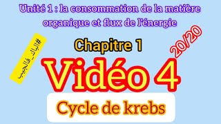 cycle de Krebs  la consommation de la matière organique et flux de lénergie [upl. by Tasiana301]