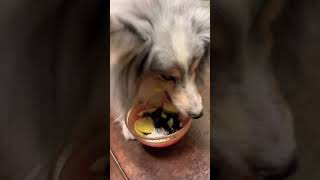 Major sheltie healthy dinner dog ilovemydog dogvideos [upl. by Esyak]