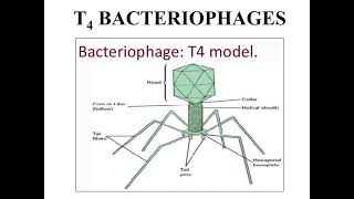 Introduction to T4 Bacteriophage I Morphology of bacteriophage T4 I [upl. by Atalee]