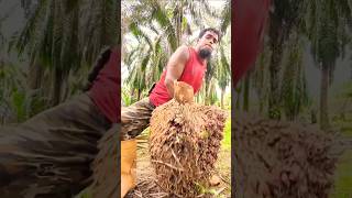 Palm plantation work in Malaysiaviralshortpalmtreesmalaysiaplantationpalmgardenfarming [upl. by Emrich]