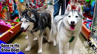 Dogs Go Shopping at PetSmart  Petsmart Haul for Dogs [upl. by Riamu]