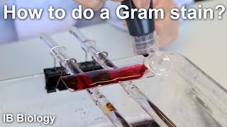 How to Do a Gram Stain  Biology Lab Techniques [upl. by Daffodil]