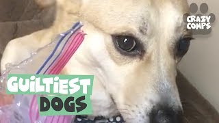 Guilty Dogs  Funny Dogs Compilation 2018  Dogs are the Best 🐶🐶🐶 [upl. by Ddat]