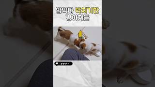 보호소에서 사료로 치이던 유기견들은 유기견임보 [upl. by Dottie122]