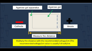 How to calculate the optimal voltage of Gel electrophoresis run [upl. by Devora]