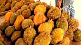 Borneo fruitsThe Durian Durio Zibethinus Merr of Serian District [upl. by Hung]