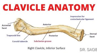 Clavicle bone I online study l [upl. by Kylander302]