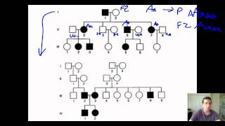 Human Inheritance Patterns Pedigress amp Punnet Squares [upl. by Nedrob981]