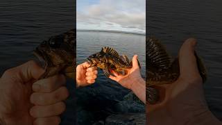 Rock fish in Northern California from the Jetty shorts fishing fish [upl. by Nosirrag939]